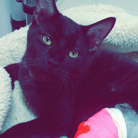 Lawson Heights Animal Hospital - Saskatoon , Canada