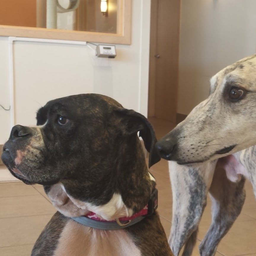 Healthy Pet Veterinary Clinic - Madison , United States
