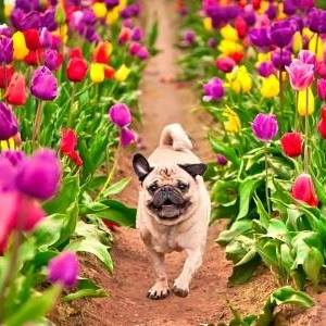 Tlc Veterinary Clinic - Spokane Valley , United States