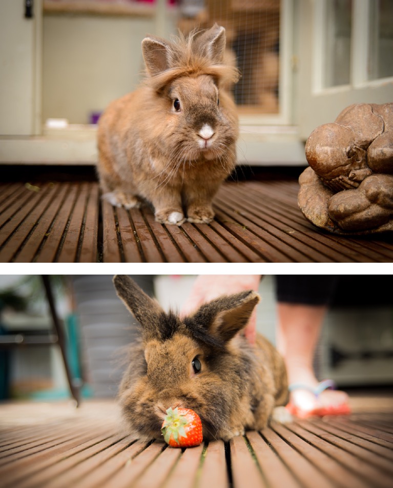 Voo Vets Wandsworth - London , United Kingdom