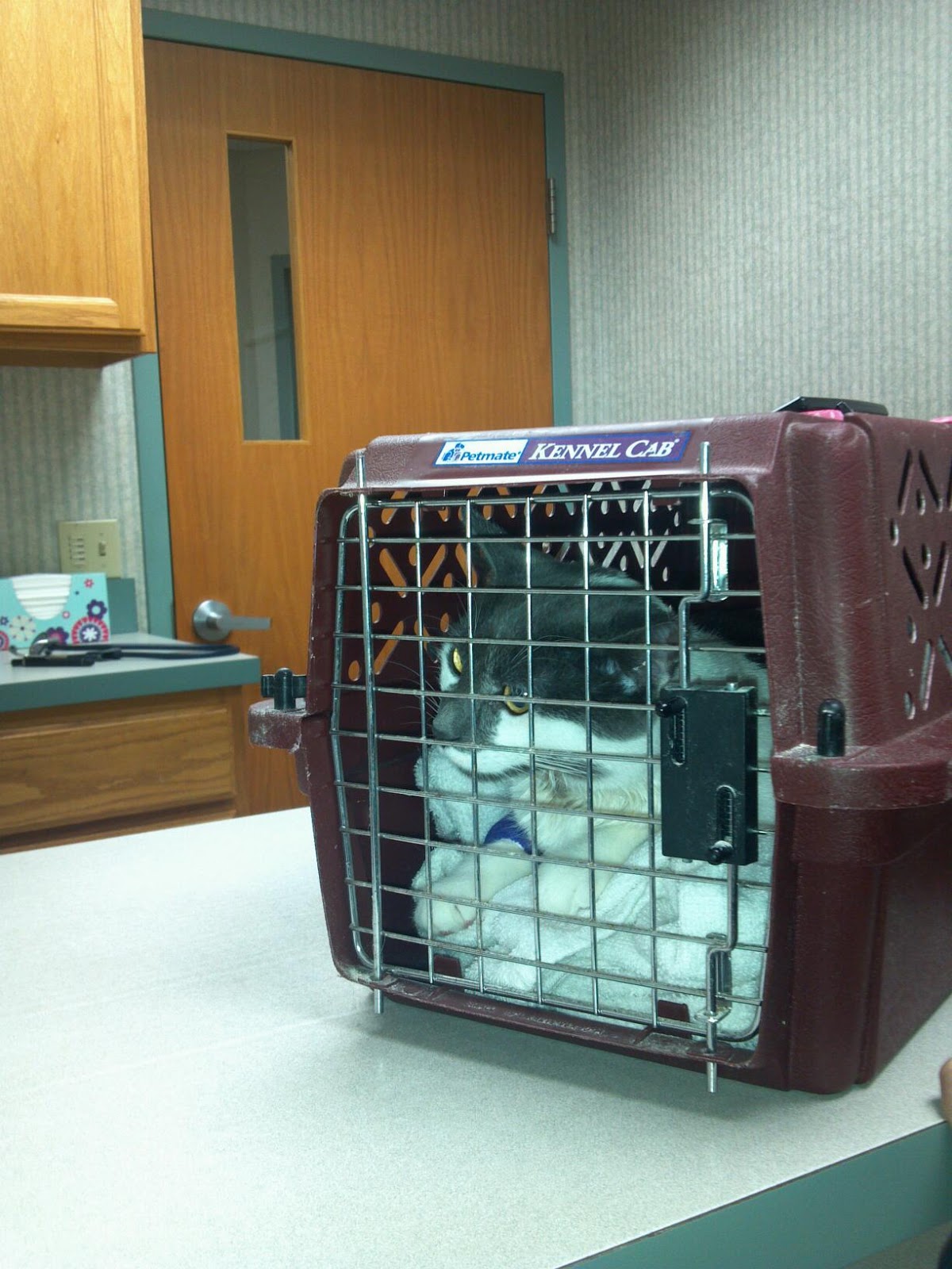 Red Barn Veterinary Clinic - Grand Rapids , United States