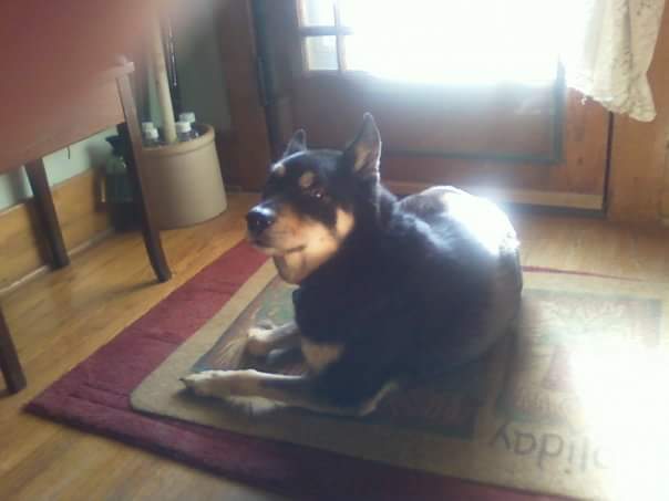 Yukon Pet Care Clinic - Yukon , United States