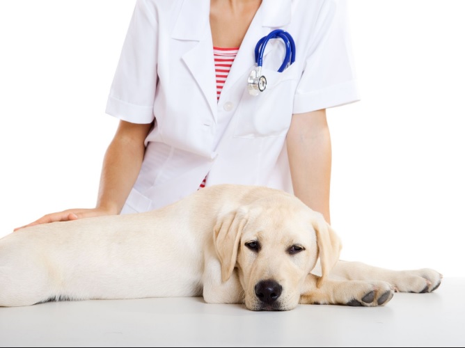 Animal Ark Pet Clinic - Edmonton , Canada