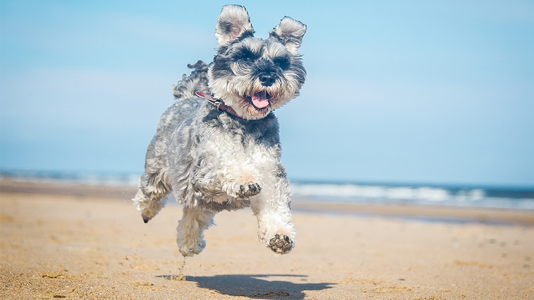 Capital Circle Veterinary Hospital - Tallahassee , United States