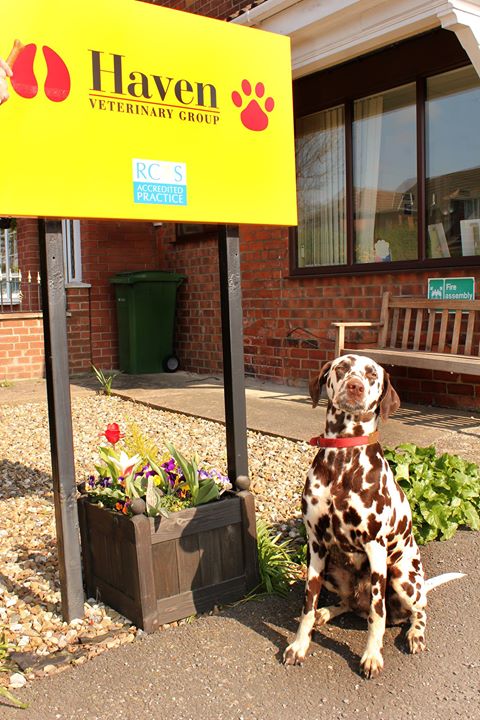Haven Veterinary Group Hedon - Hull , United Kingdom
