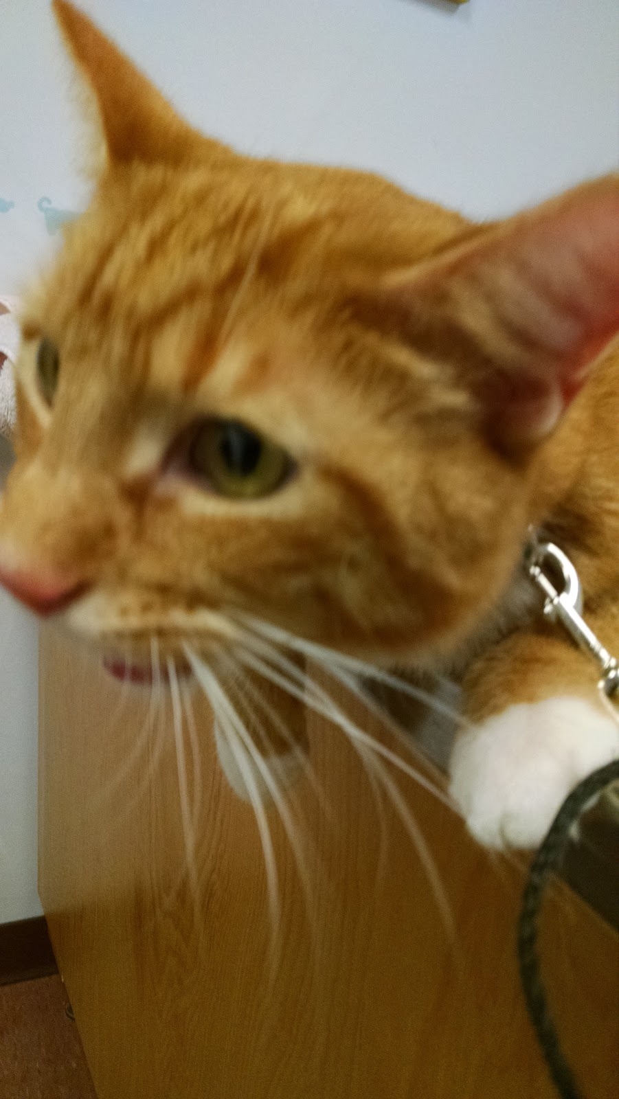 Milford Animal Hospital - Milford , United States