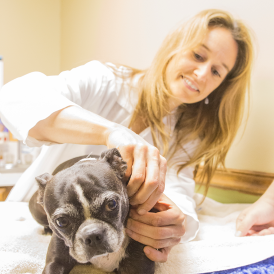Hope Springs Veterinary At Pembroke - Virginia Beach , United States