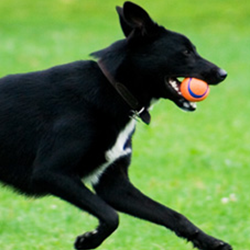 Tsawwassen Animal Hospital - Delta , Canada