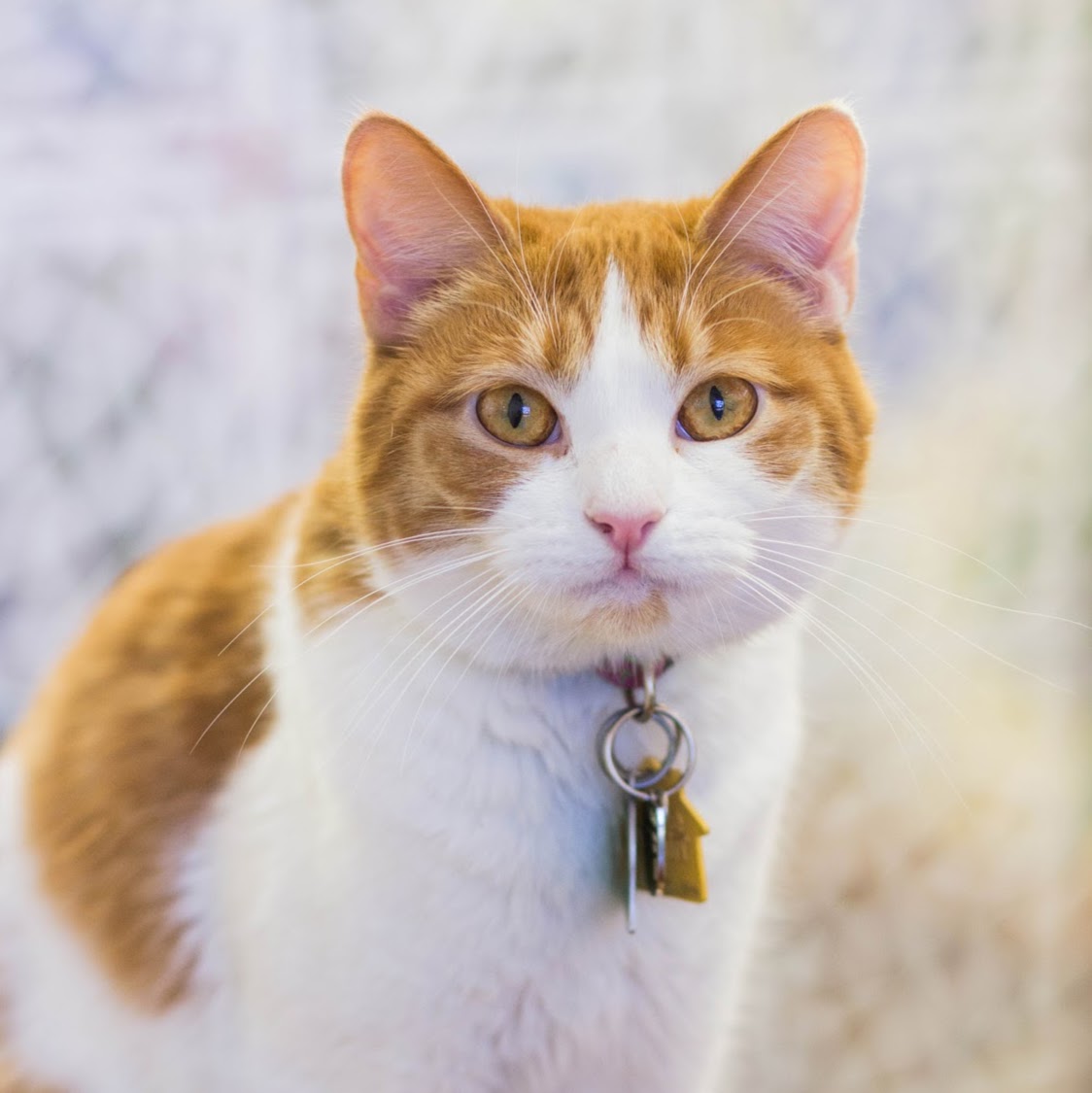 Vca Shelden Animal Hospital - Louisville , United States