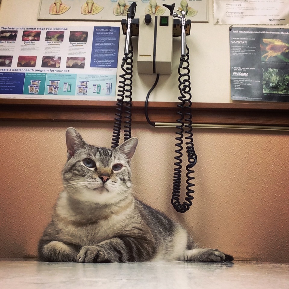 Lewis Animal Hospital Ridge - Cincinnati , United States