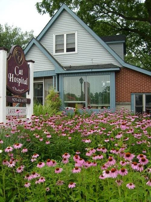 The Meow Clinic Formerly The Cat Hospital Of Burlington Oakville - Oakville , Canada