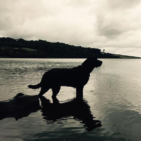 Wagtails Veterinary Centre - Harrogate , United Kingdom