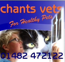 Medivet Hull The Avenues Chants Vets - Hull , United Kingdom