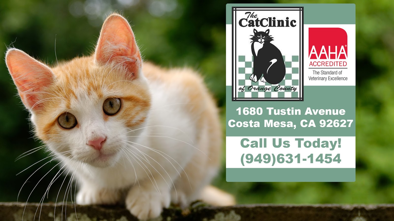Cat Clinic - Costa Mesa , United States