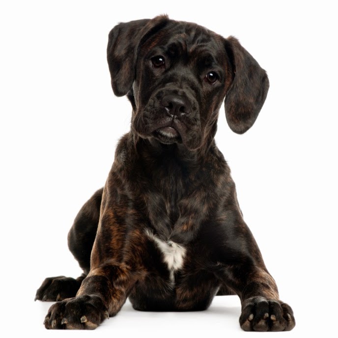 Animal Urgent Care - Fayetteville , United States