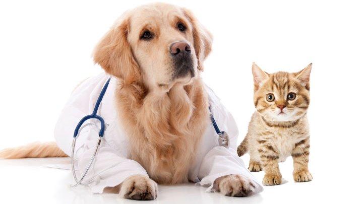 Country Walk Animal Hospital - Miami , United States