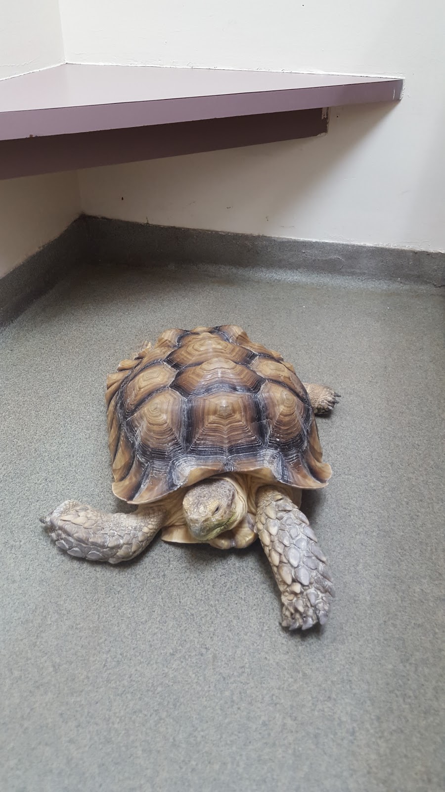 Anchor Bay Veterinary Center - New Baltimore , United States