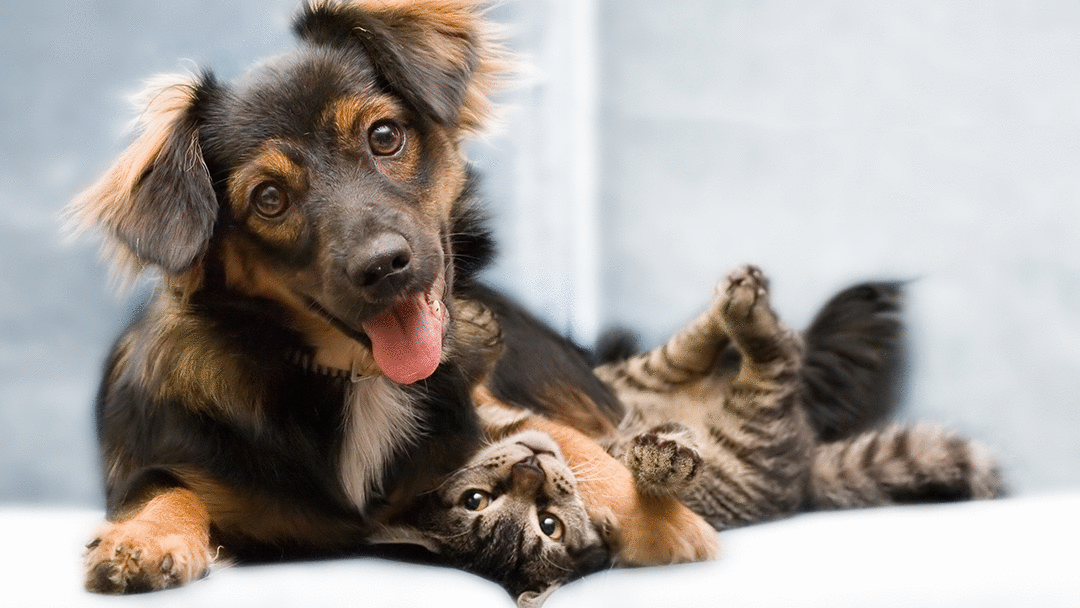 Eastown Animal Hospital - Des Moines , United States