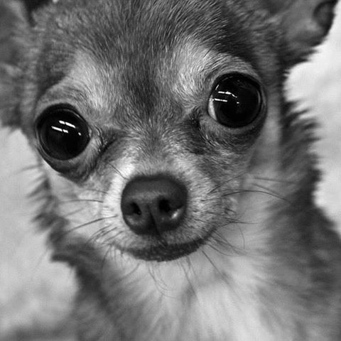 Harvard Family Pet Clinic - Harvard , United States