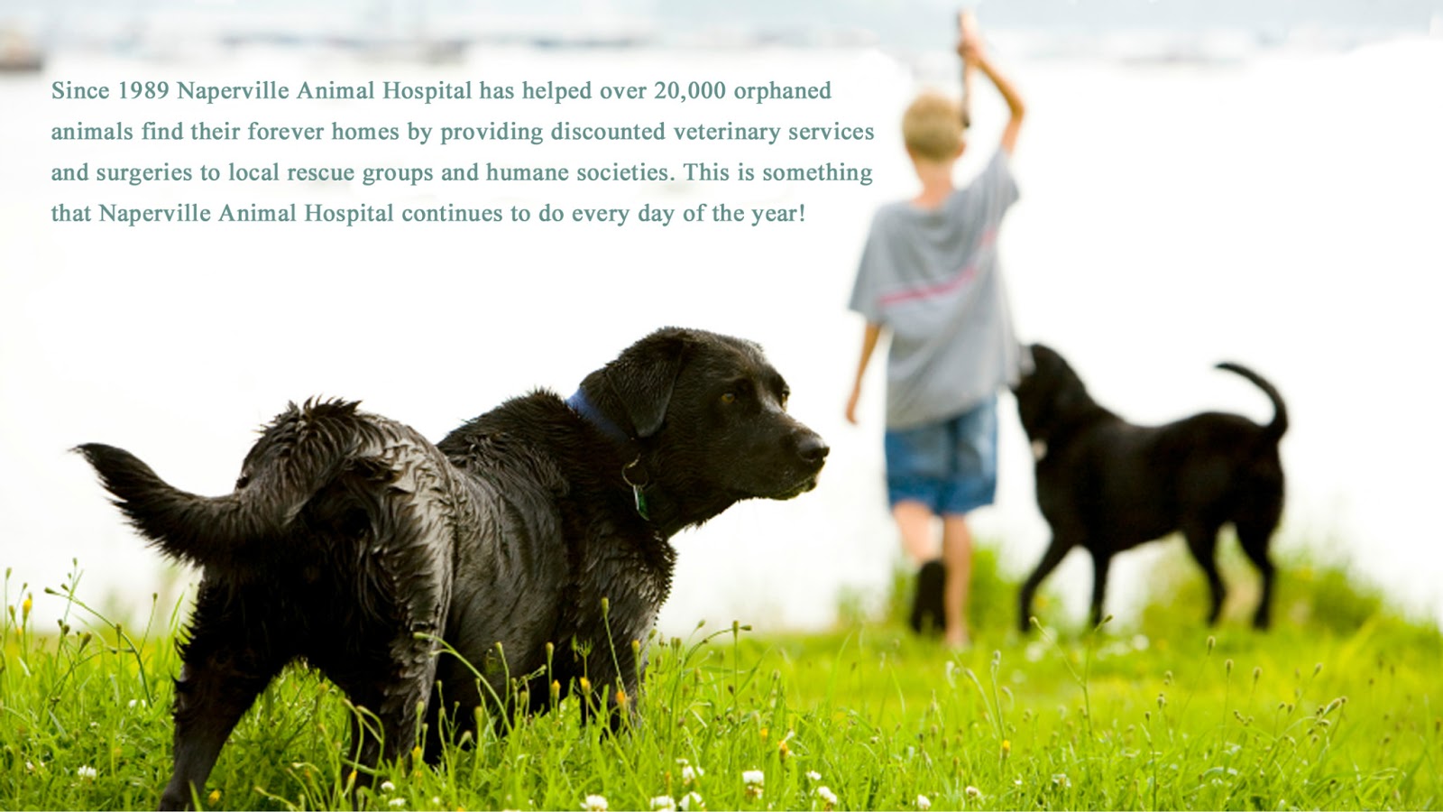 Naperville Animal Hospital - Naperville , United States