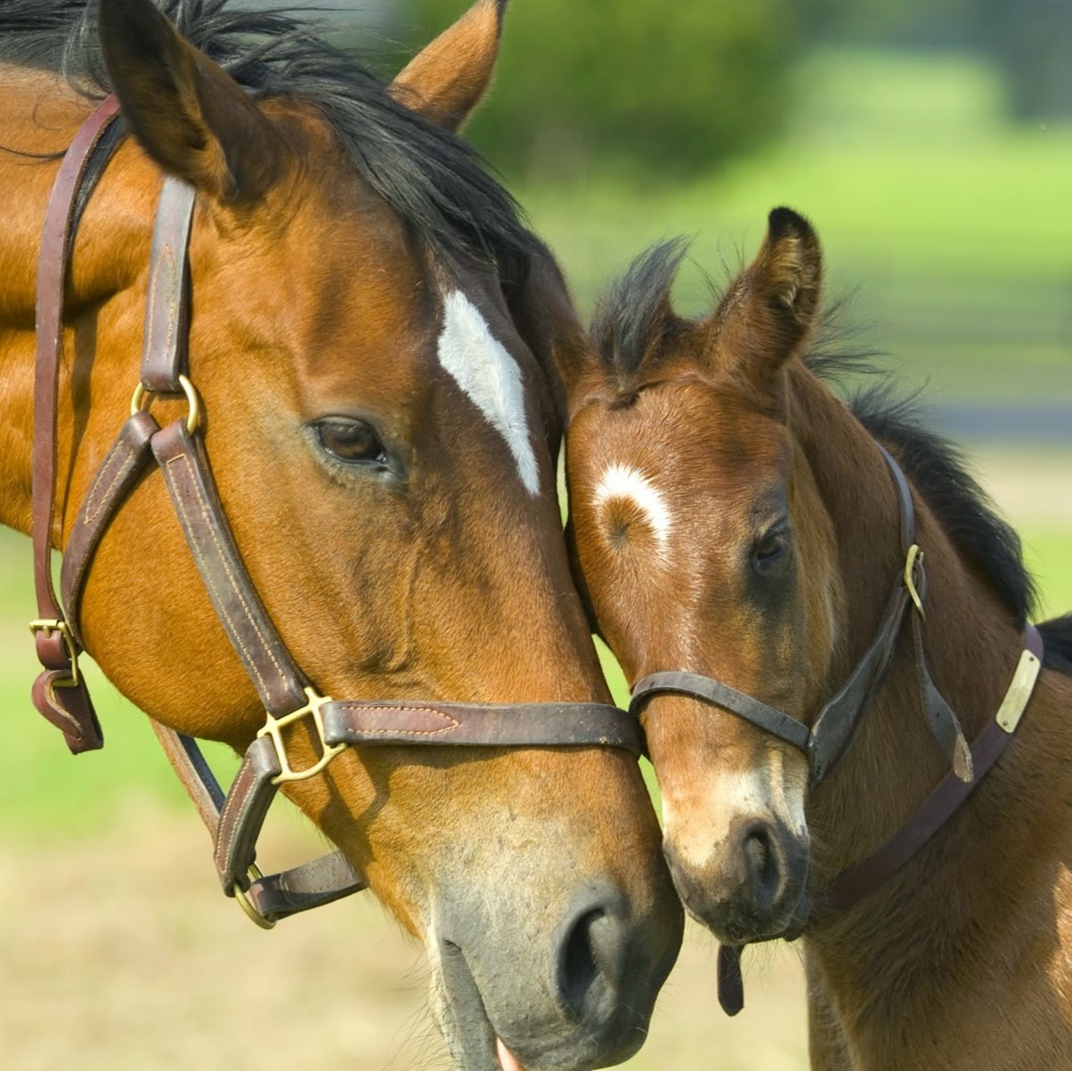Clent Hills Veterinary Group - Blakedown , United Kingdom