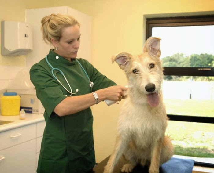 Rathgael Veterinary Clinic - Bangor , United Kingdom