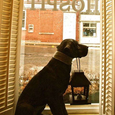 Bridgetown Animal Hospital - Bridgetown , Canada