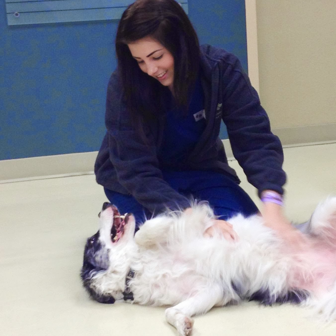 Pet Emergency And Specialty Center La Mesa - La Mesa , United States