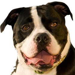 Gilbertsville Veterinary Hospital - Gilbertsville , United States