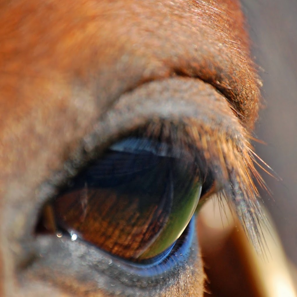 Equine Medical Associates Psc - Lexington , United States