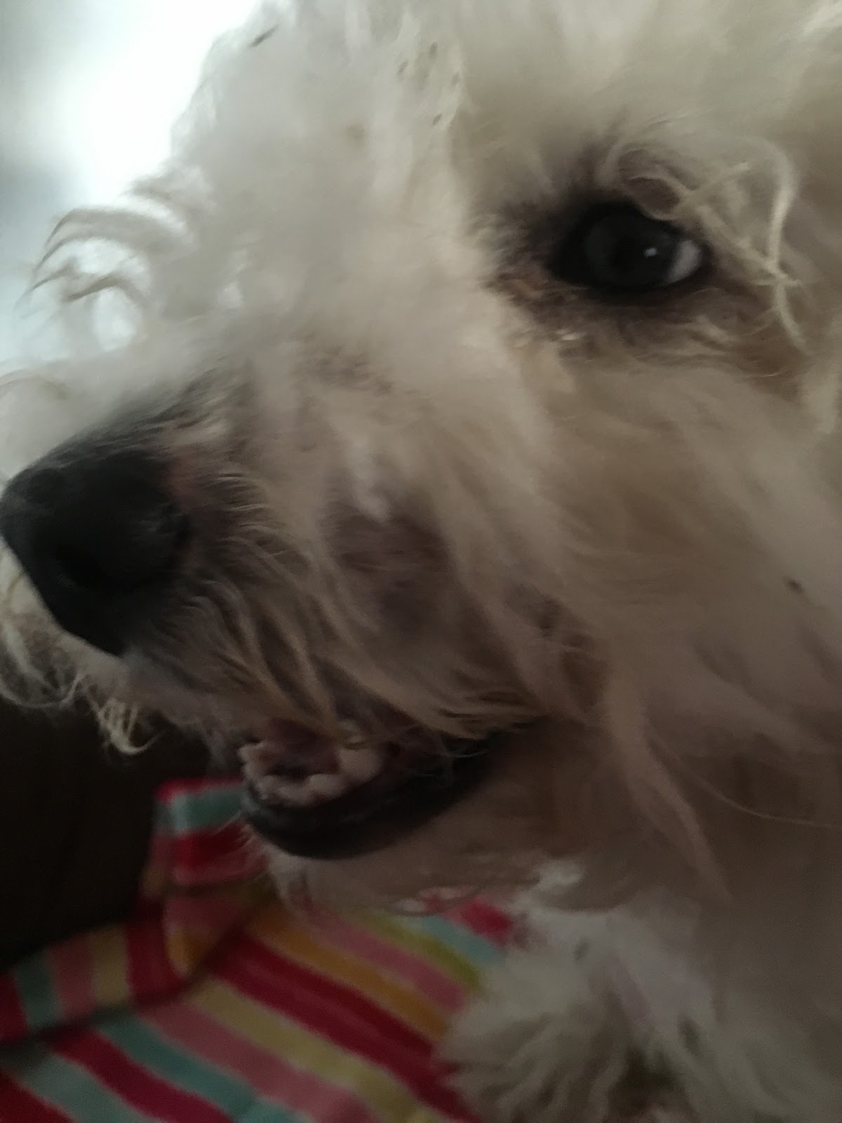 Mission Valley Pet Clinic - San Diego , United States