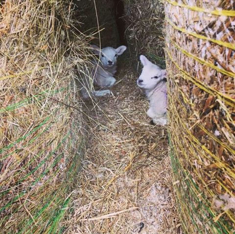 Meadows Veterinary Centre New Deer - Turriff , United Kingdom