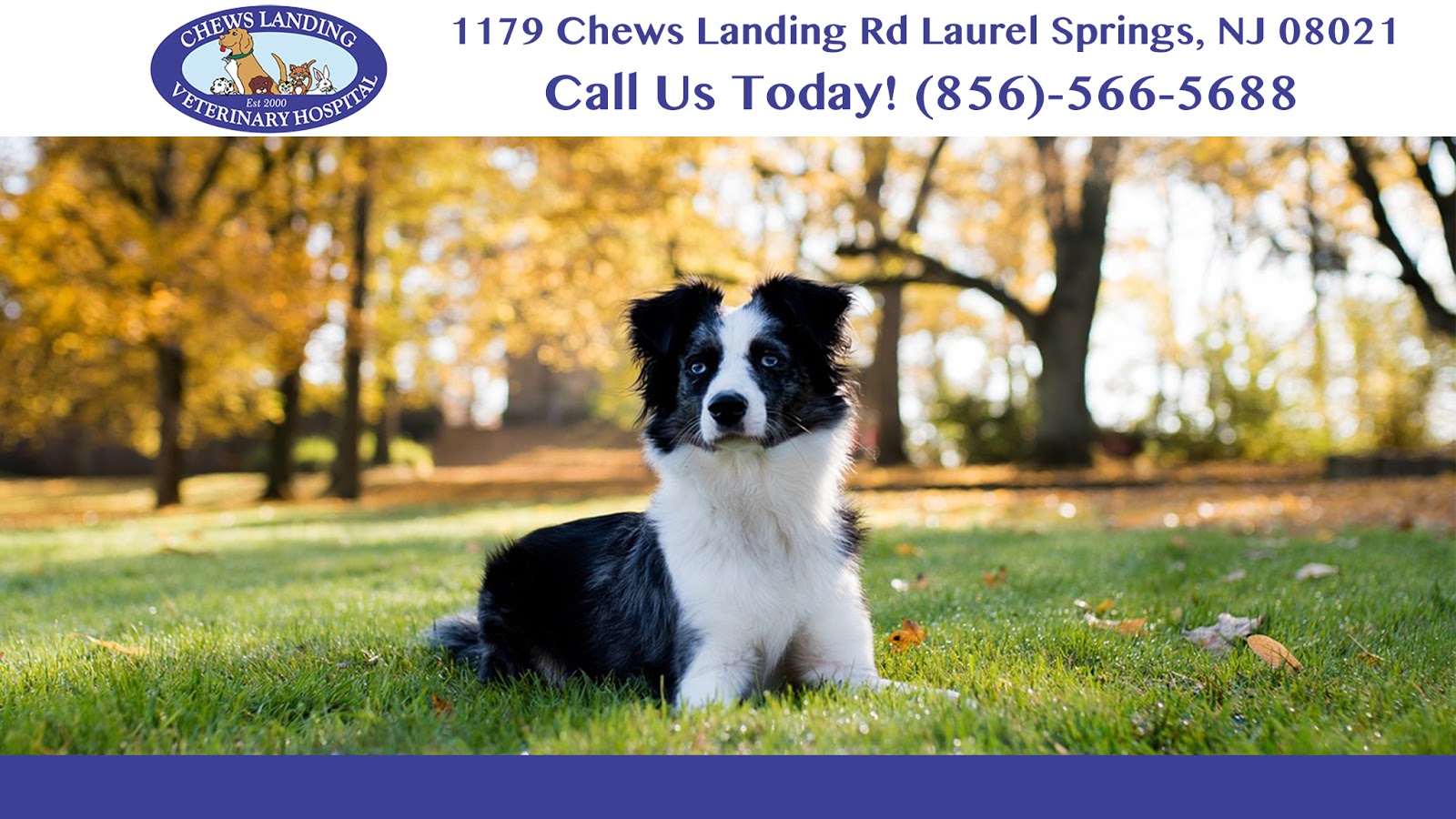 Chews Landing Veterinary Hospital - Laurel Springs , United States