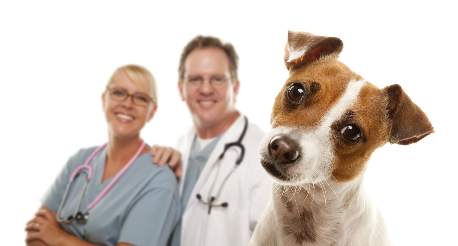 Bay Vet Group Teignmouth - Teignmouth , United Kingdom