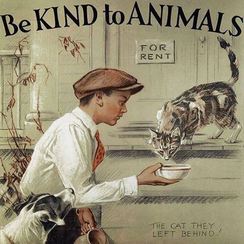Main Street Veterinary Service - Shakopee , United States