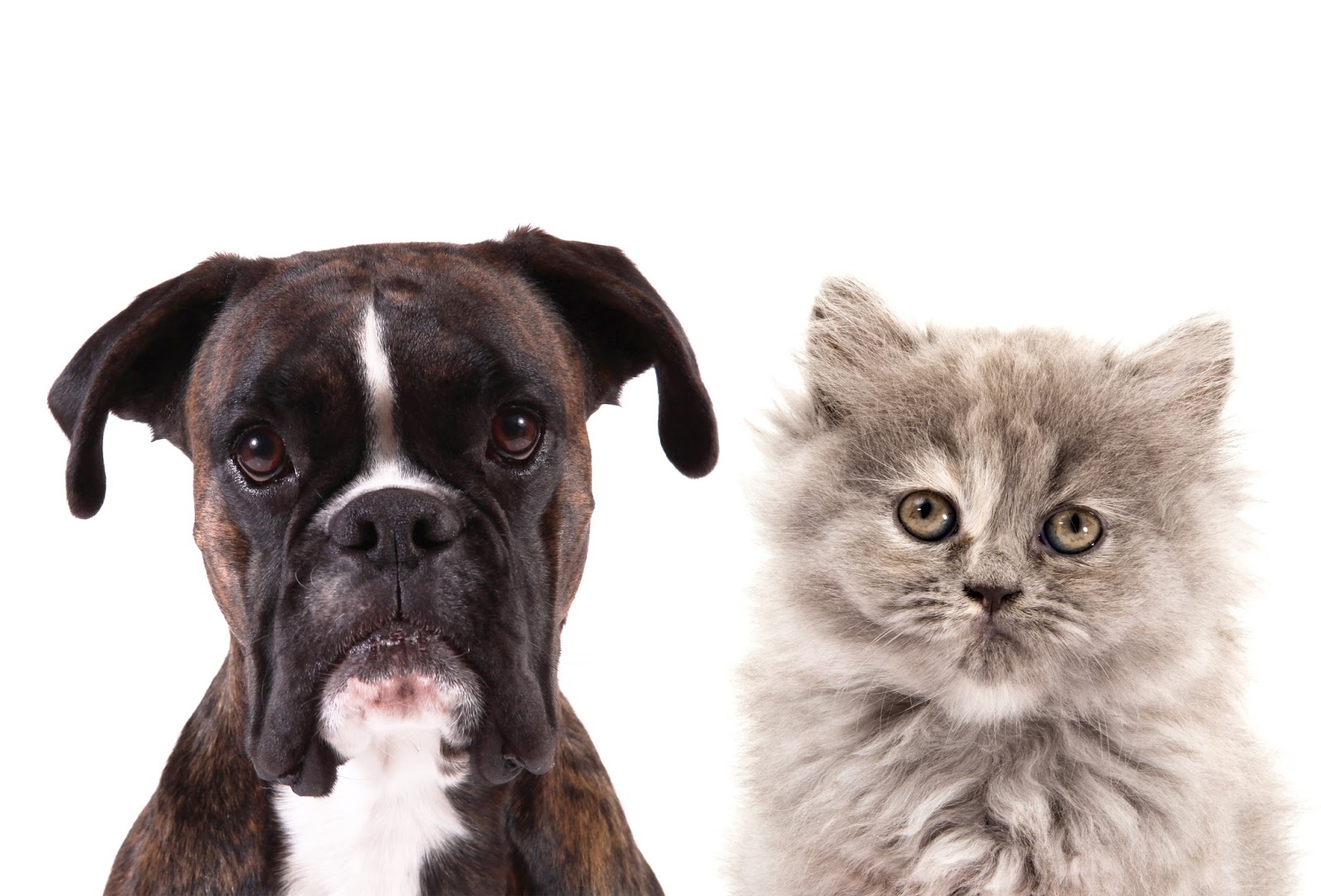All Pets Emergency and Referral Center - Alpharetta , United States