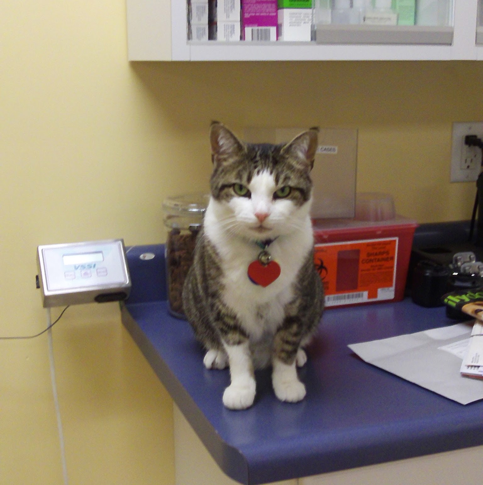 Rainbow Veterinary Clinic - Cleveland Heights , United States