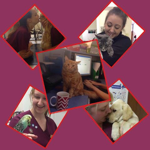 Croft Vets Totley - Sheffield , United Kingdom