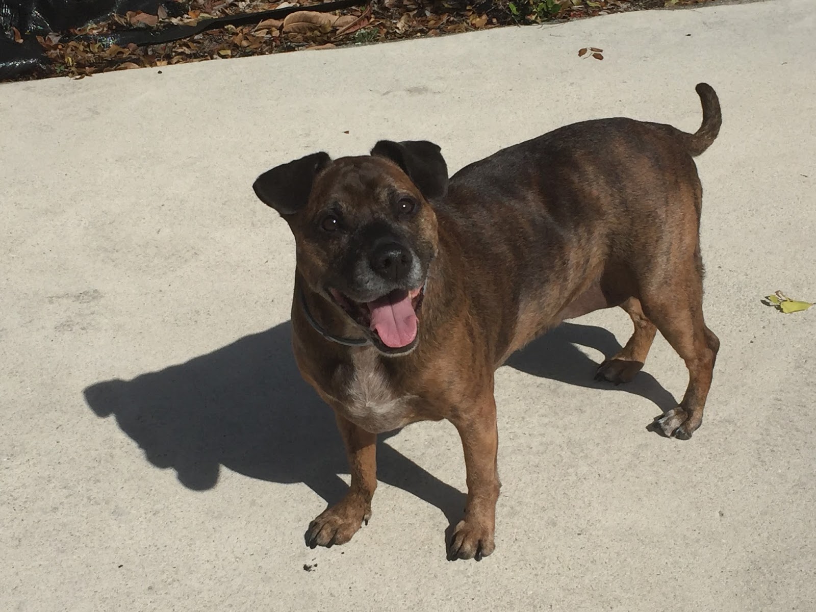 Banfield Pet Hospital - West Palm Beach , United States