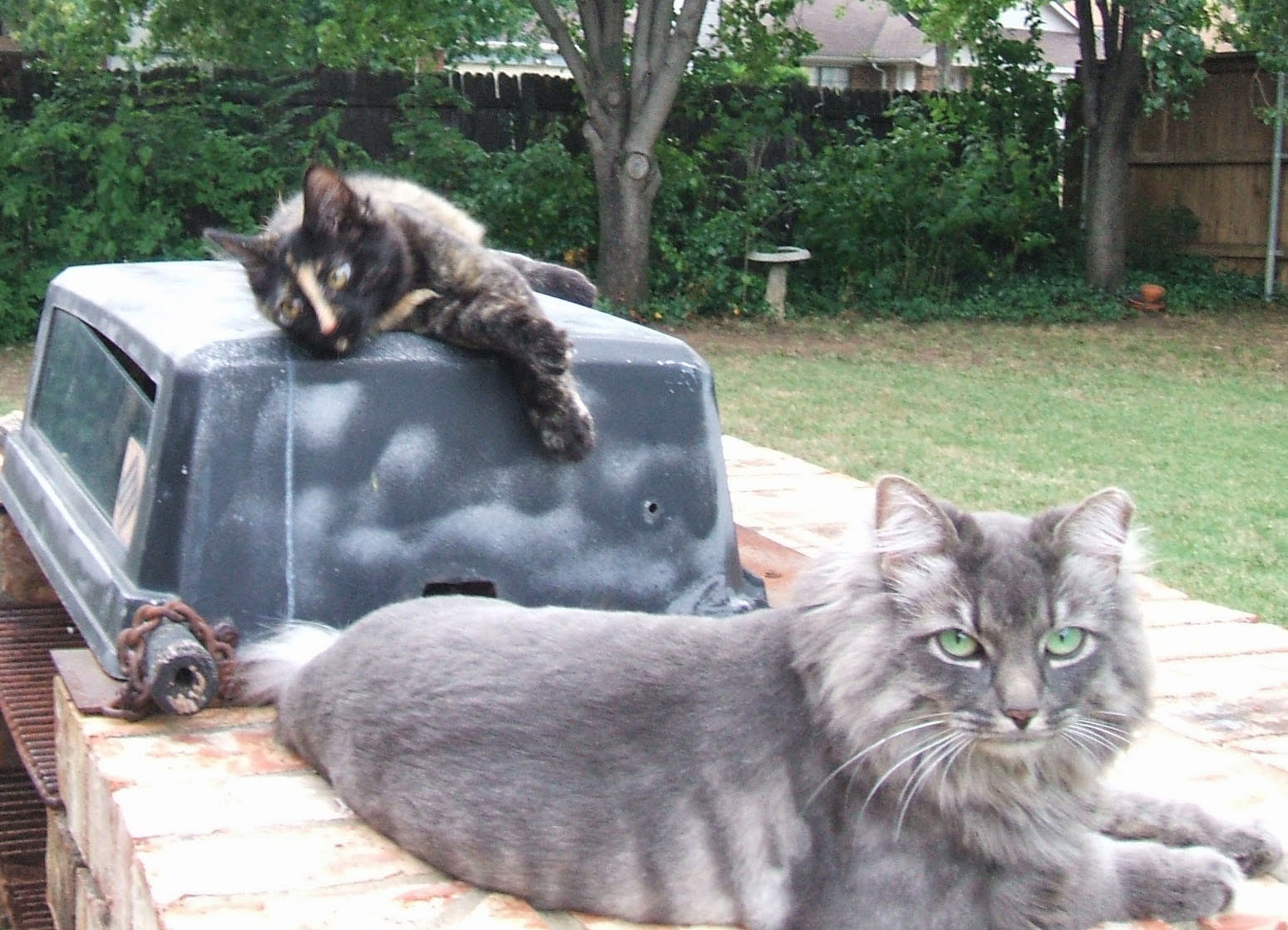 Gully Animal Hospital - Arlington , United States