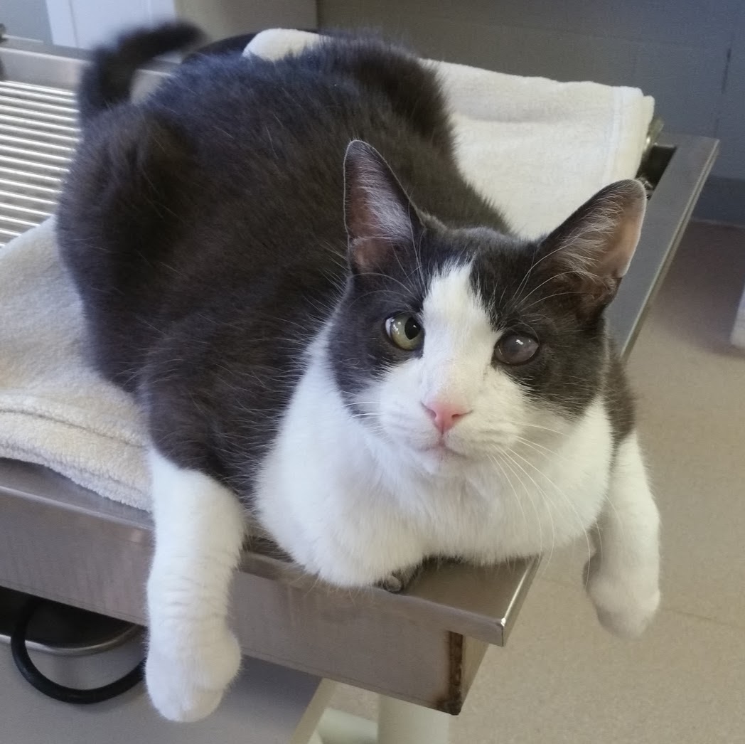 Breslau Animal Hospital - Breslau , Canada