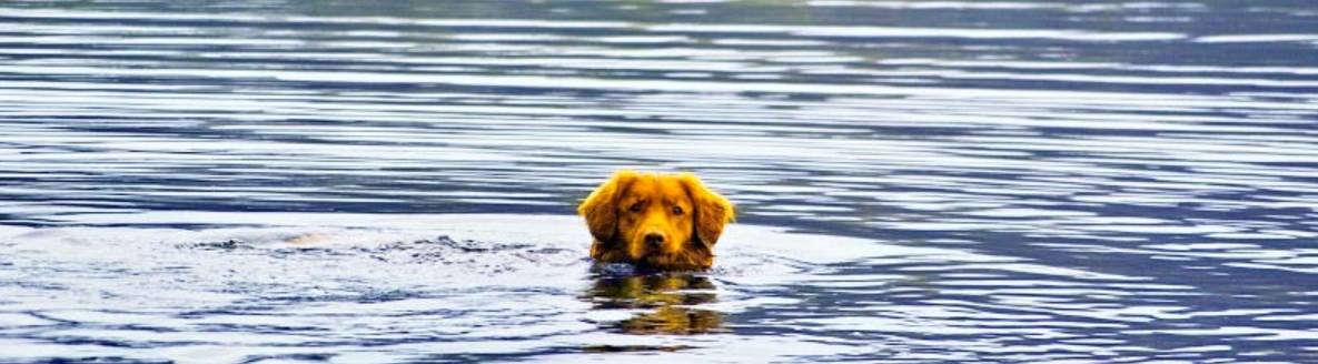 Lakes Veterinary And Surgical Center - Lindstrom , United States