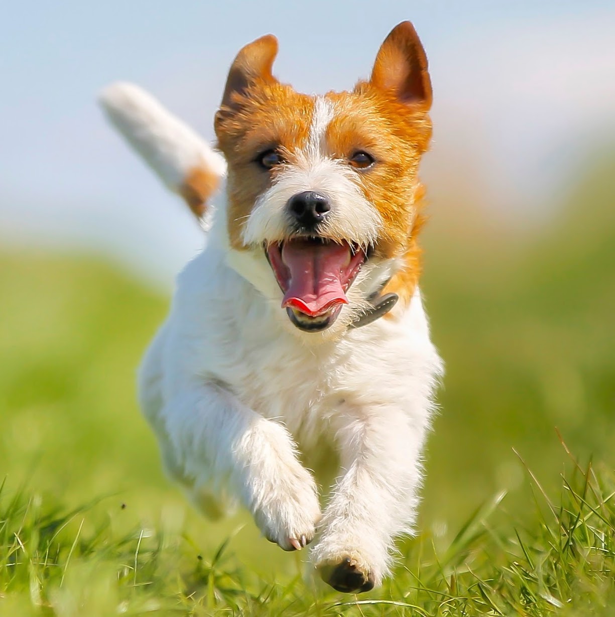 Dunckel Veterinary Hospital - Davison , United States