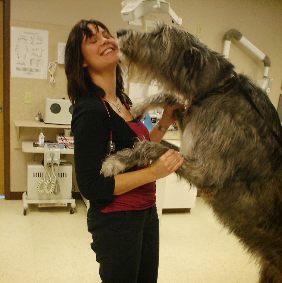 North Lake Veterinary Clinic - Hartland , United States