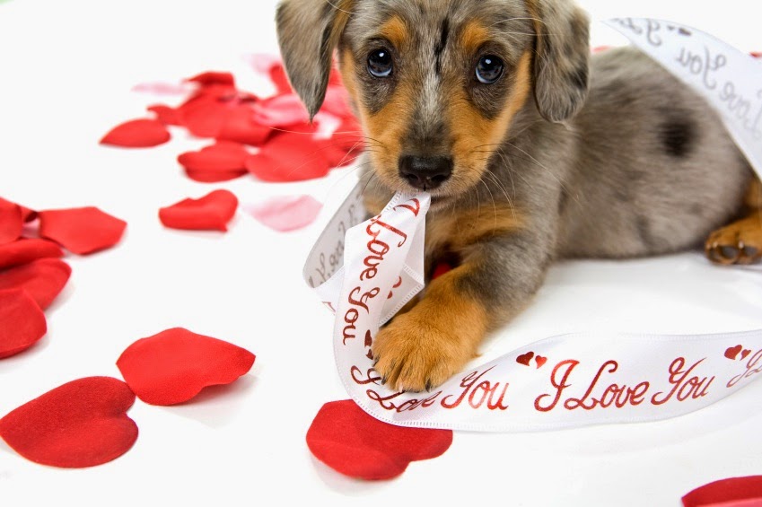 Tates Creek Animal Hospital - Lexington , United States