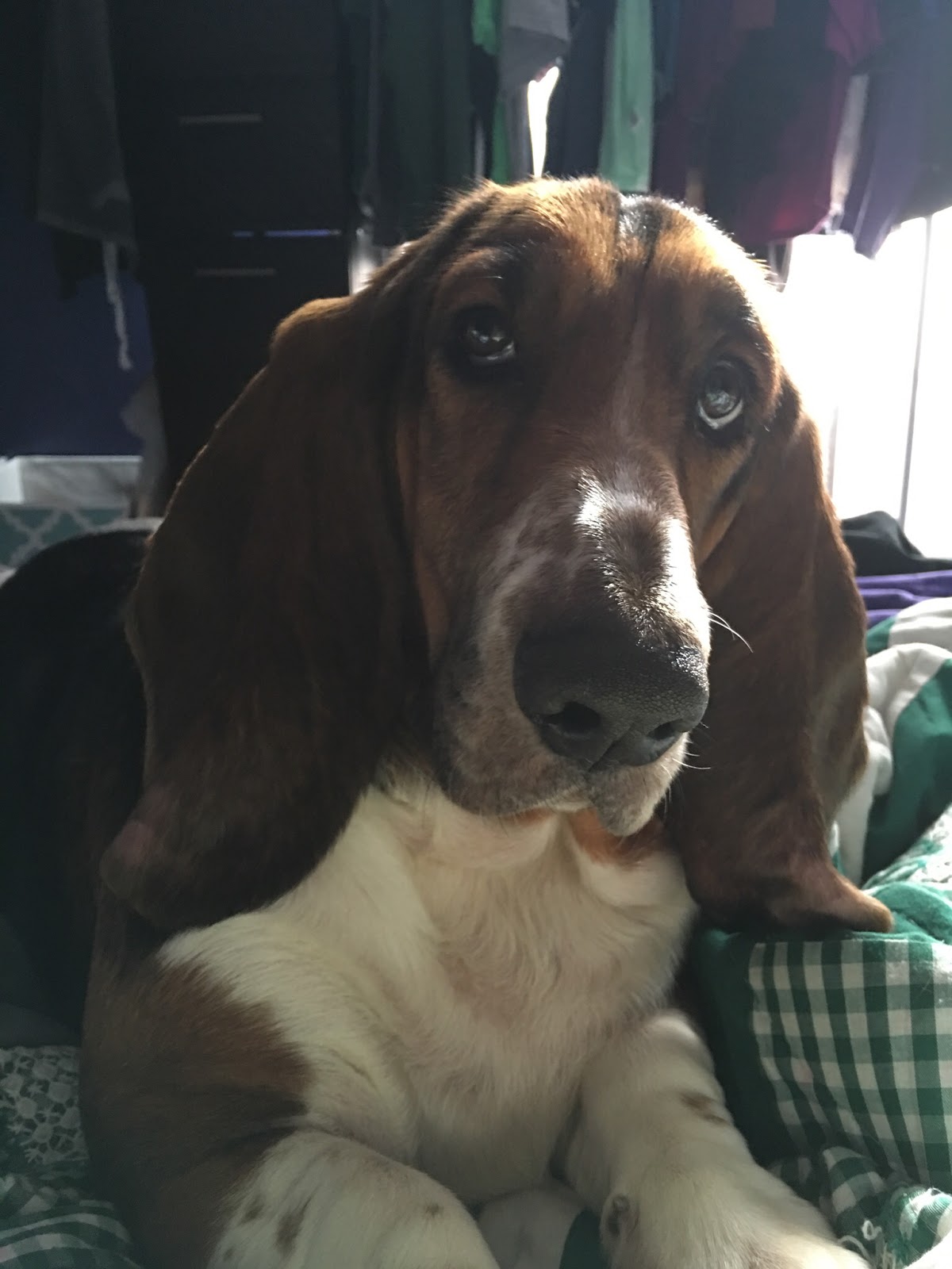Animal Family Practice Vet - Bryant , United States