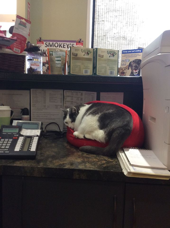Chidiac Animal Hospital - Waverley , Canada