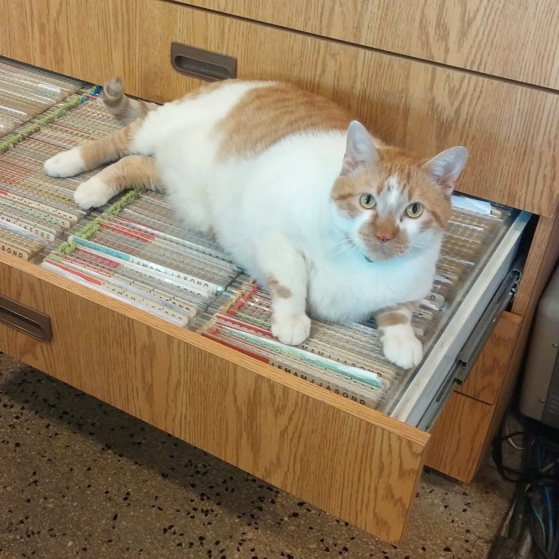 Layton Animal Hospital - Milwaukee , United States