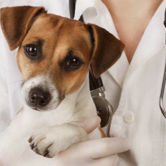 Covedale Pet Hospital - Cincinnati , United States