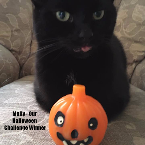 Manor Vets Cradley Heath - Cradley Heath , United Kingdom